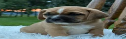Puggle dogs for sale: Pixie - Ad 9