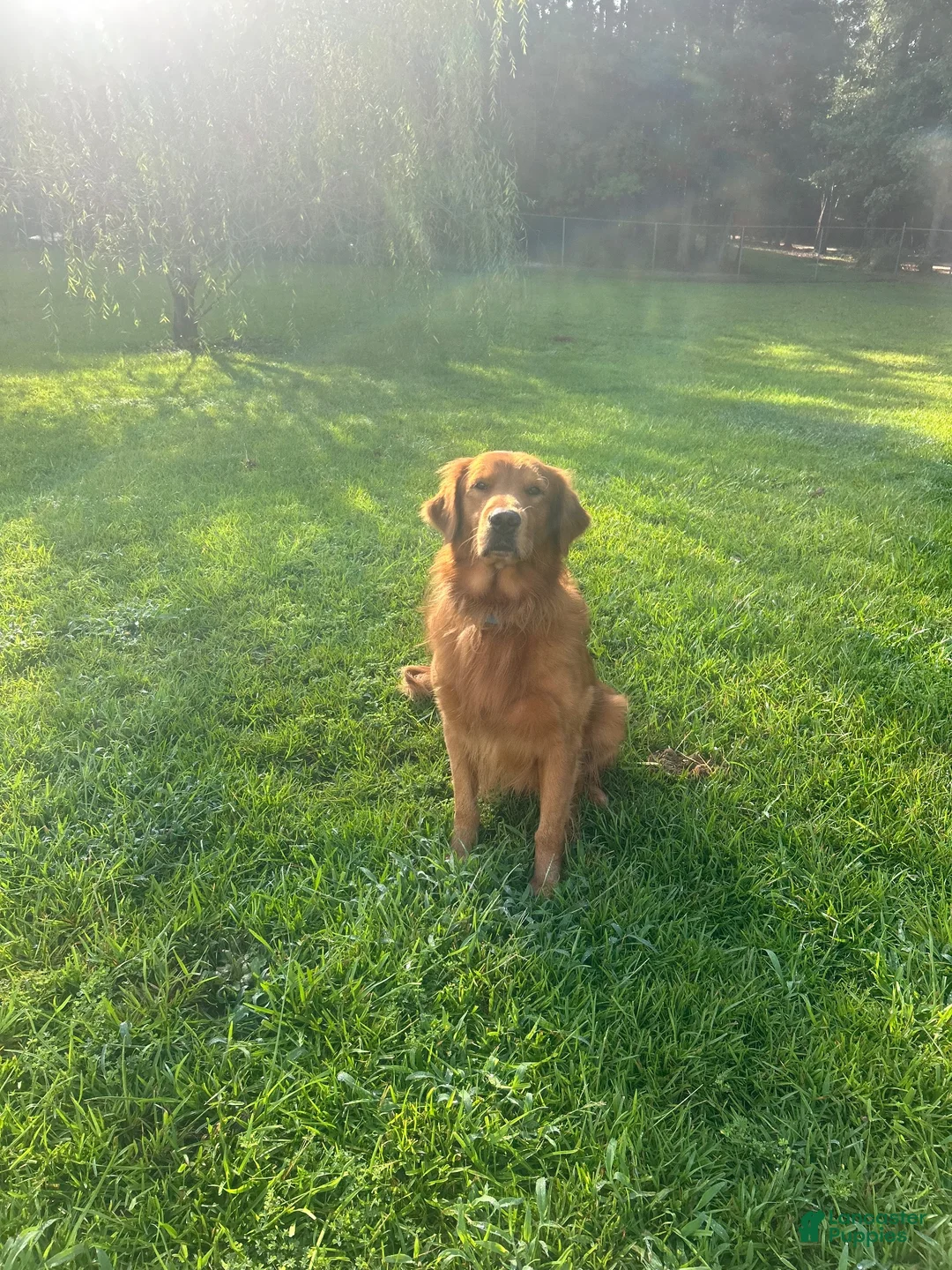 Golden Retriever dogs for sale: Golden Retriever 1 - Ad 5