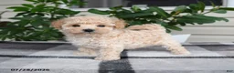 Maltipoo dogs for sale: Lily - Ad 3