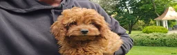 Cavapoo dogs for sale: Hope - Ad 3