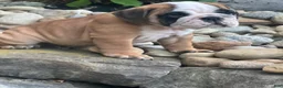 English Bulldog dogs for sale: Karl - Ad 2