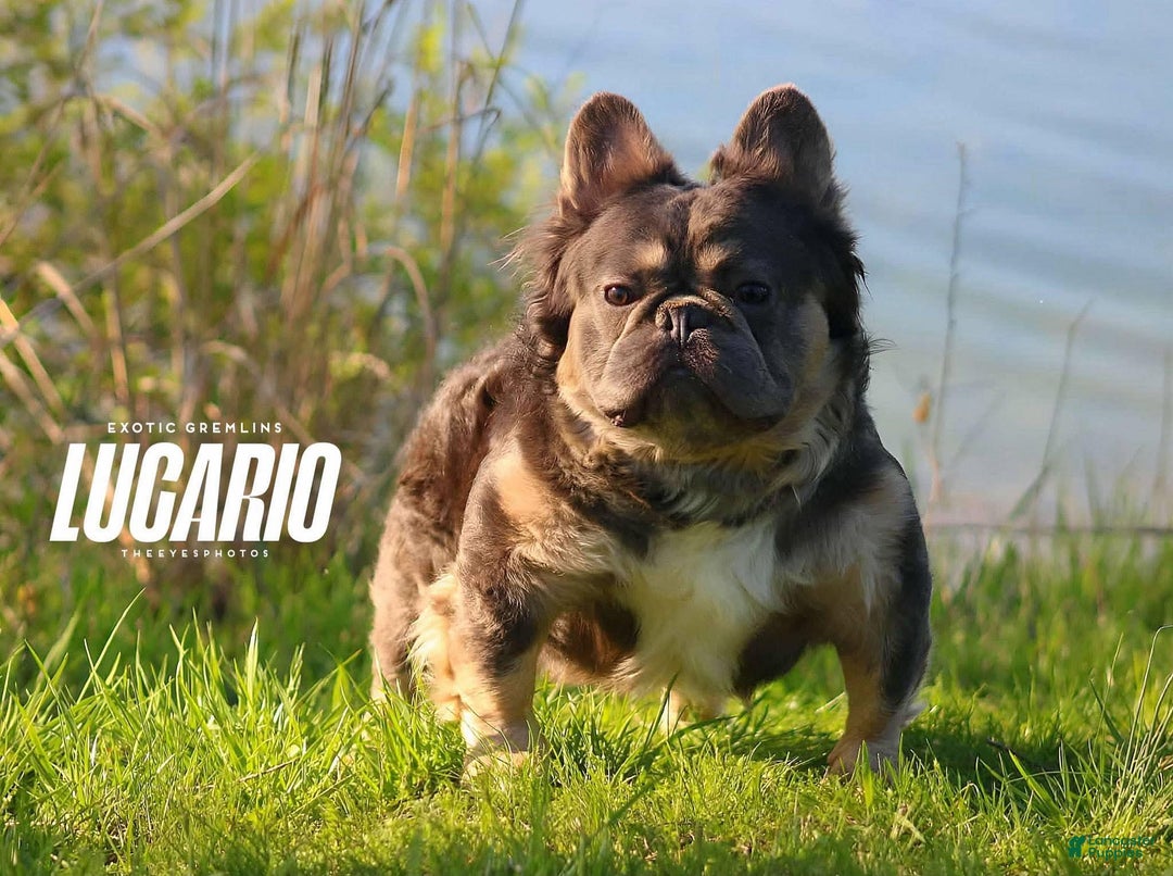 French Bulldog dogs for sale: Stormi  - Ad 4