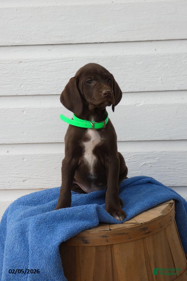 Mixed Breed dogs Starlight - Ad 9