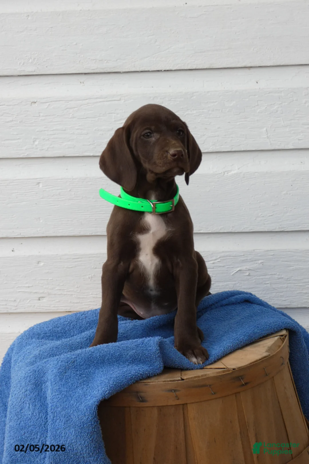 Mixed Breed dogs for sale: Starlight - Ad 1