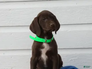 Mixed Breed dogs Starlight - Ad 32