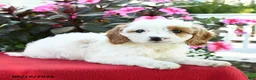 Cavapoo dogs for sale: Amy - Ad 4