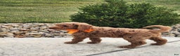 Goldendoodle dogs for sale: Daisy - Ad 24