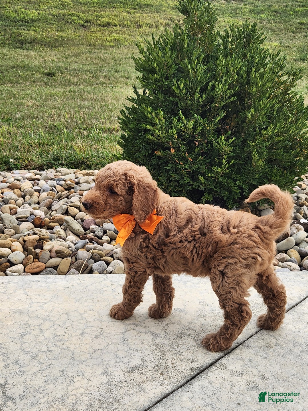 Goldendoodle dogs for sale: Daisy - Ad 24