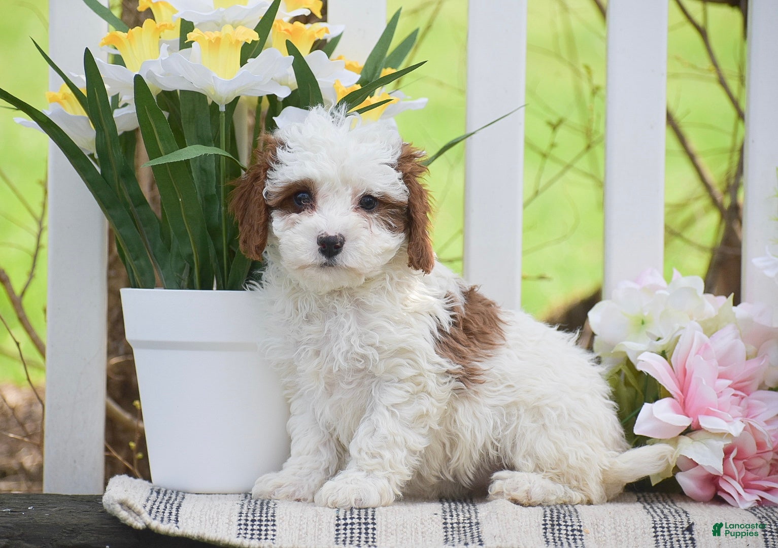 Cavapoo dogs Sasha - Ad 1