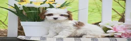 Cavapoo dogs for sale: Sasha - Ad 1