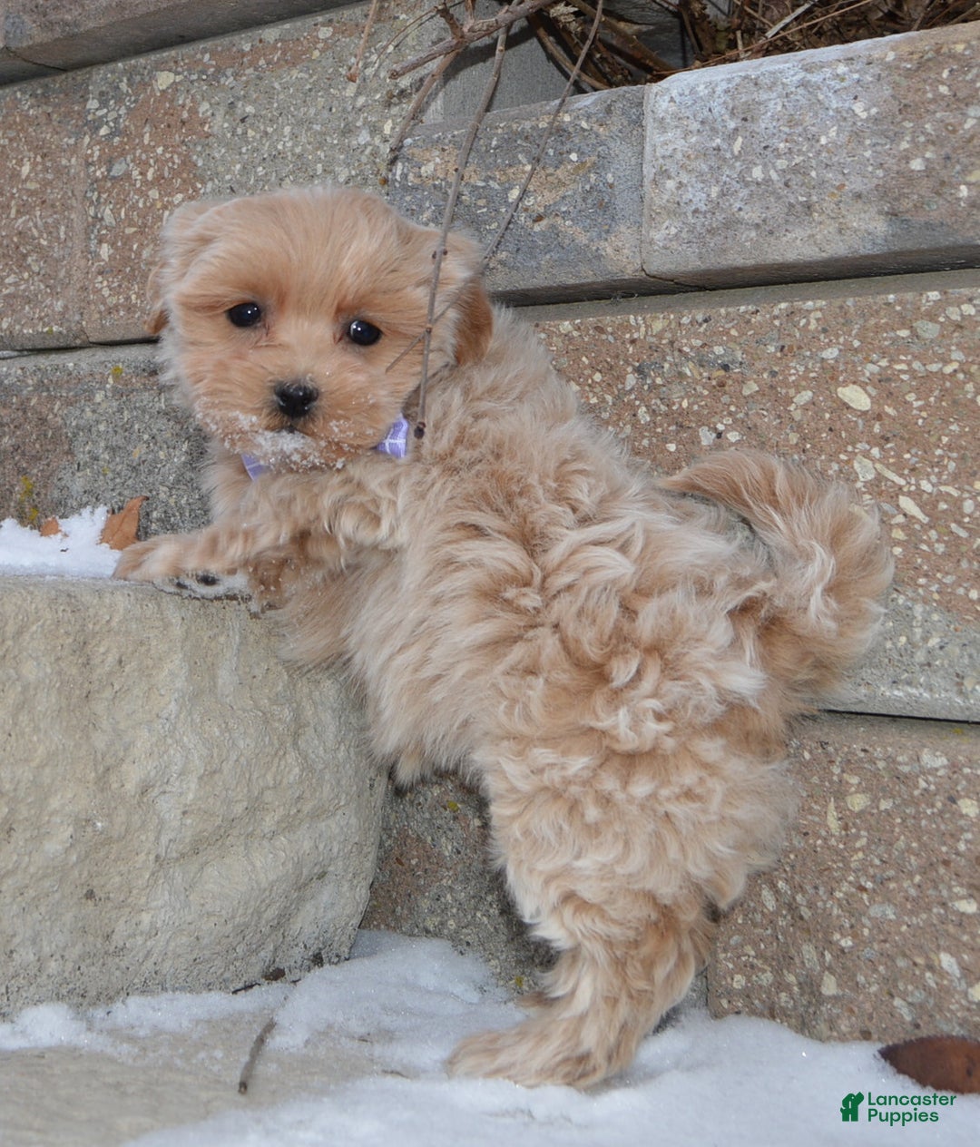 Maltipoo dogs for sale: Mabel - Ad 5
