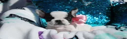 French Bulldog dogs for sale: Miley - Ad 4