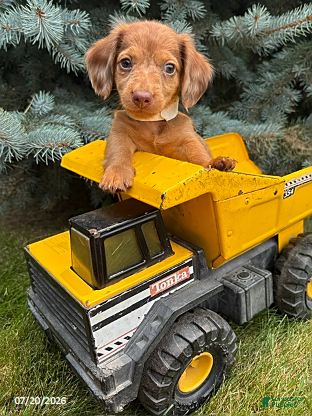 Dachshund dogs for sale: Laker - Ad 1