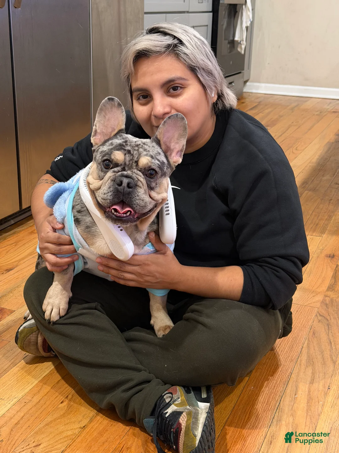 French Bulldog dogs for stud: Franklin  - Ad 3