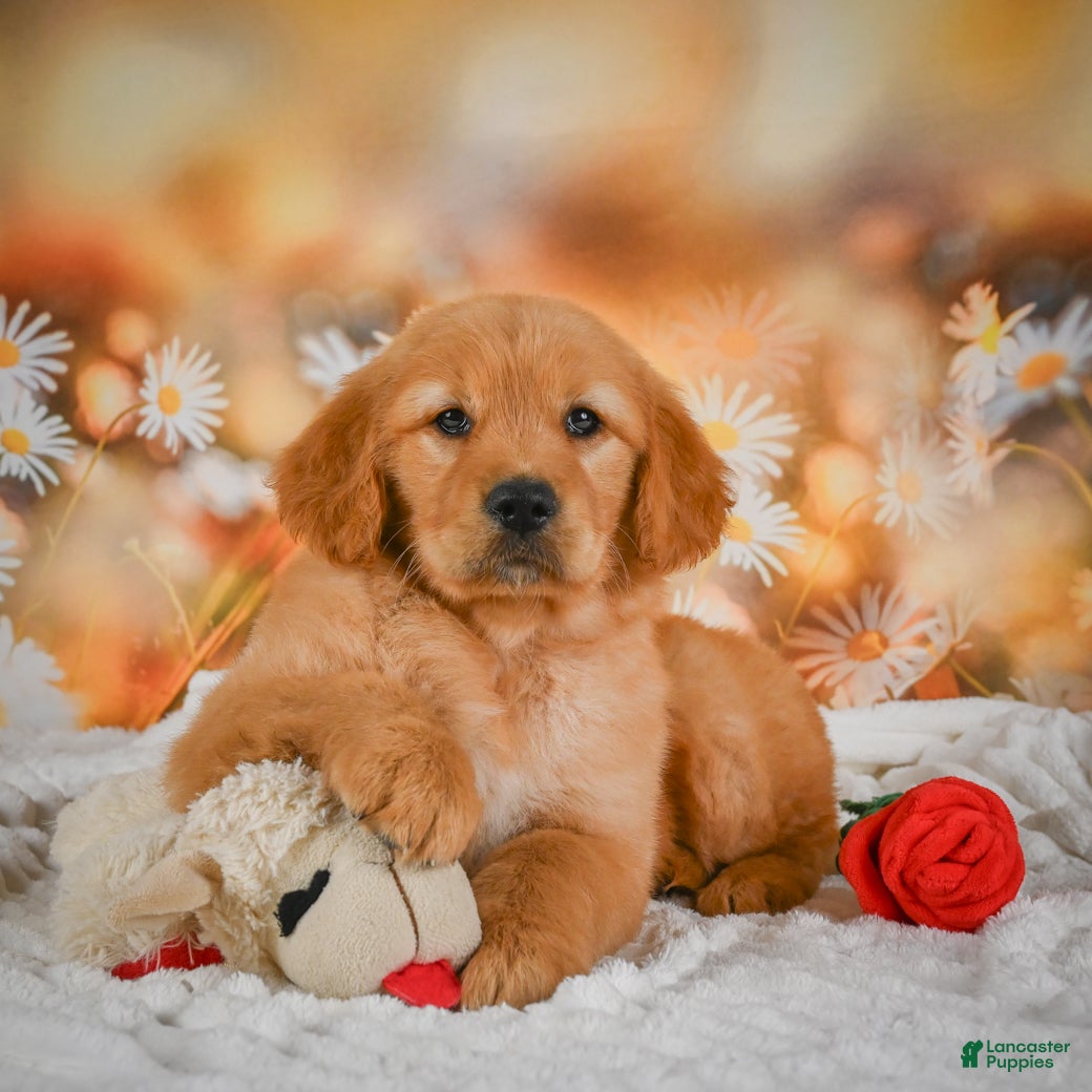 Golden Retriever dogs for sale: Honey - Ad 2