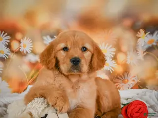 Golden Retriever dogs for sale: Honey - Ad 2