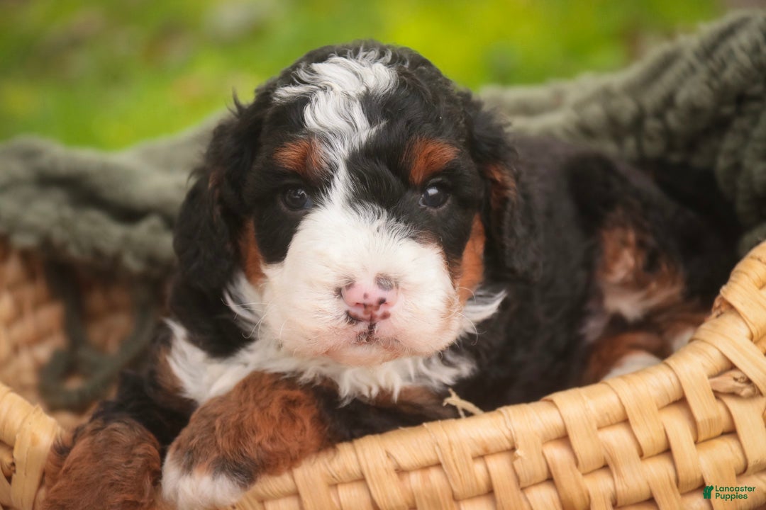 Bernedoodle dogs Ridge Miniature Bernedoodle  - Ad 2