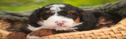 Bernedoodle dogs for sale: Ridge Miniature Bernedoodle  - Ad 2