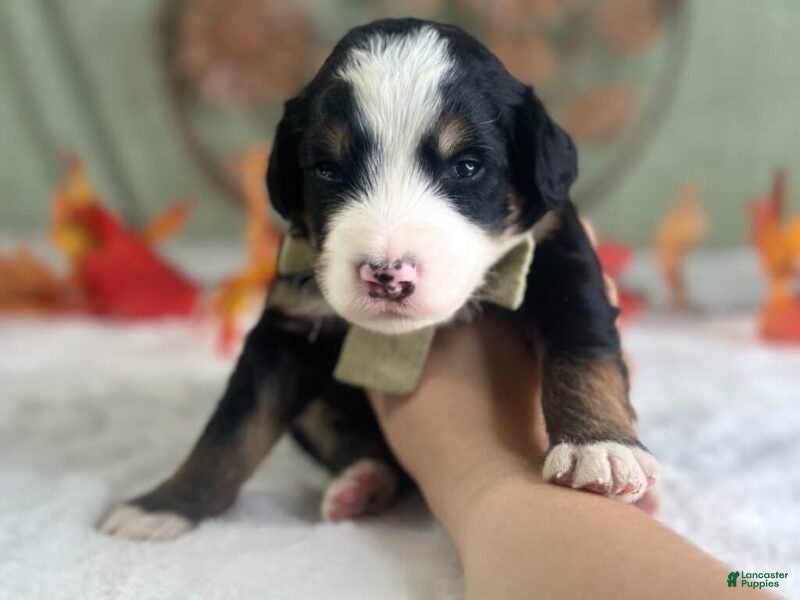 Bernedoodle dogs Ischko - Ad 1