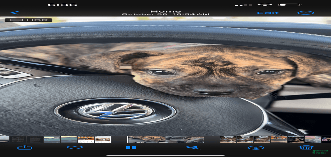 Gallery Image {{count}}