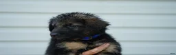 German Shepherd dogs for sale: German Shepherd 3 - Ad 2