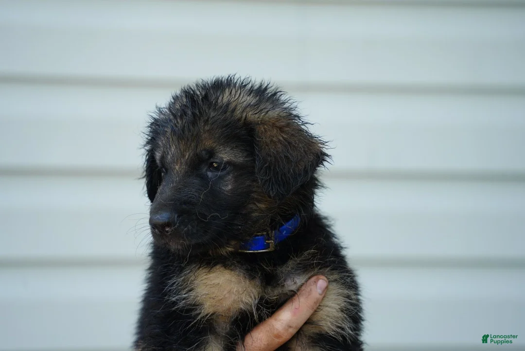 German Shepherd dogs for sale: German Shepherd 3 - Ad 2