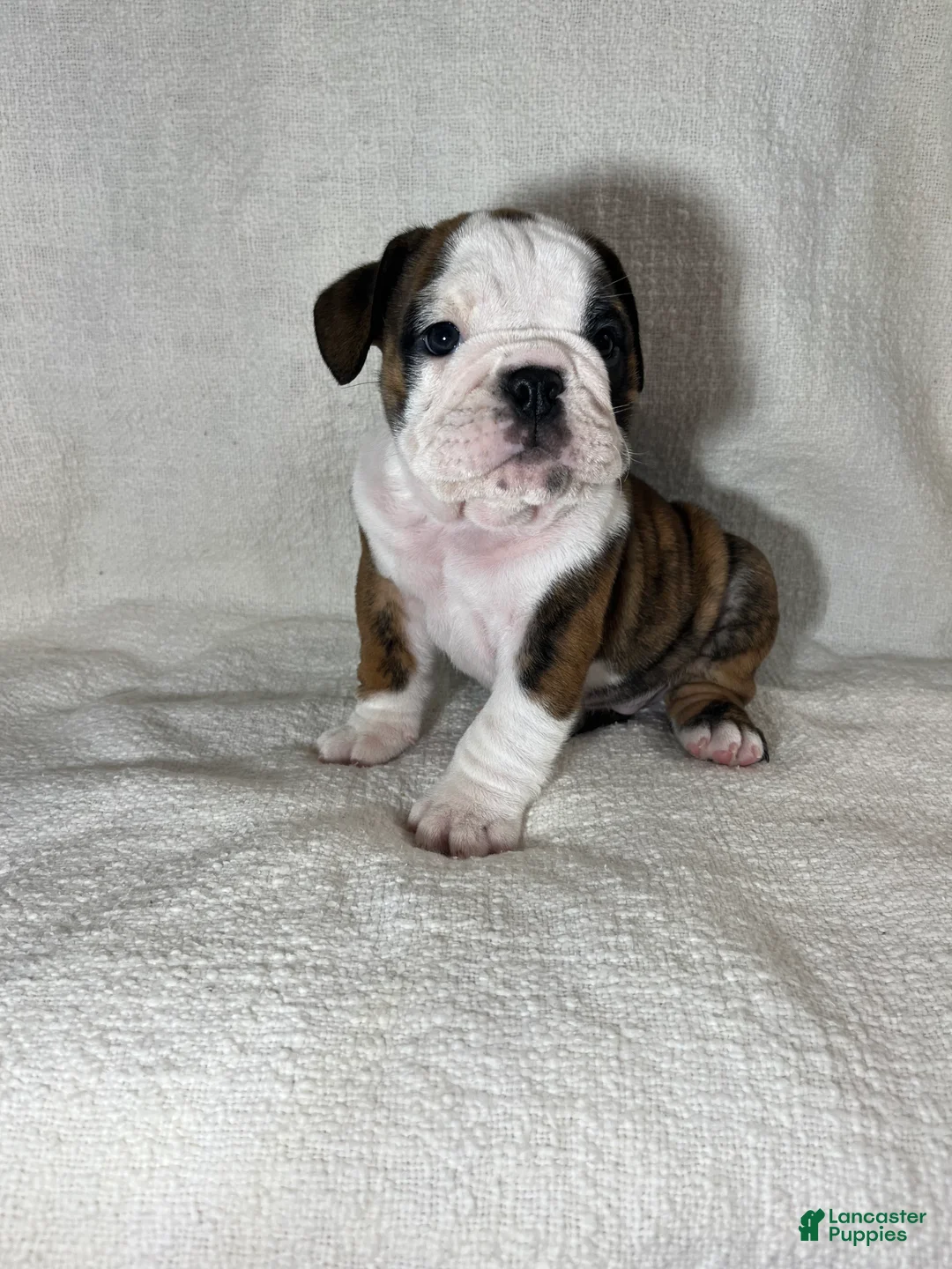 English Bulldog dogs for sale: Hank - Ad 5