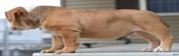 Mixed Breed dogs for sale: Hercules Bulldog hybrid  - Ad 49