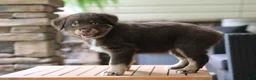 Australian Shepherd dogs for sale: forrest - Ad 3