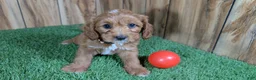 Cavapoo dogs for sale: Jazzy Boy 6 - Ad 1