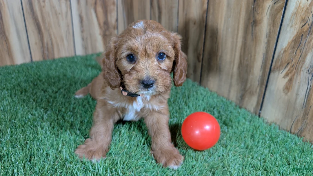 Cavapoo dogs for sale: Jazzy Boy 6 - Ad 1