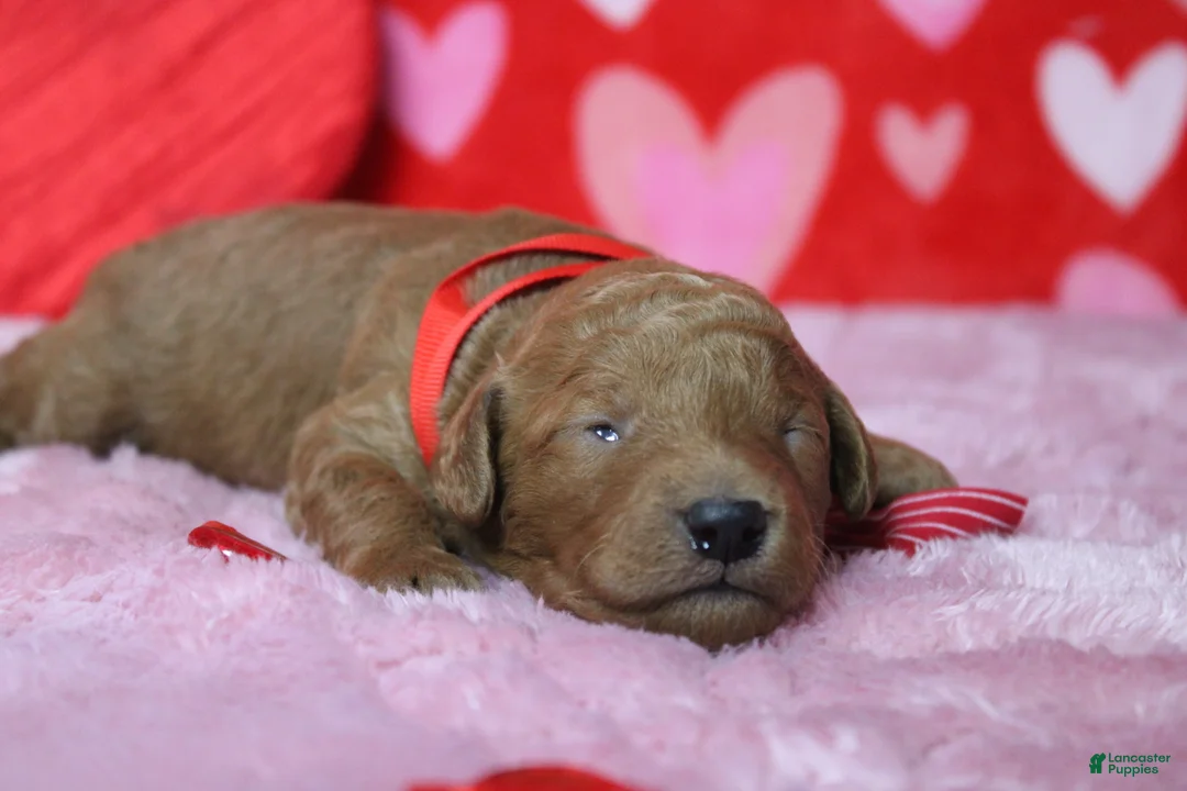 Goldendoodle dogs for sale: Sprite  - Ad 3