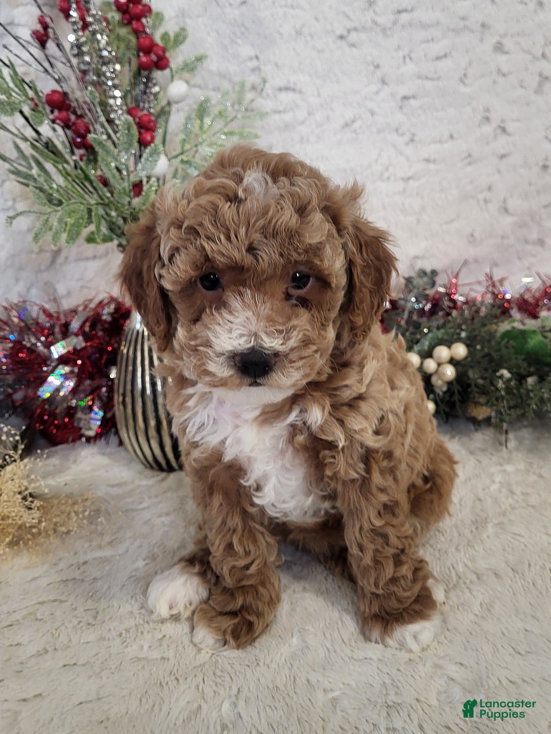 Goldendoodle dogs for sale: Rebekah - Ad 2