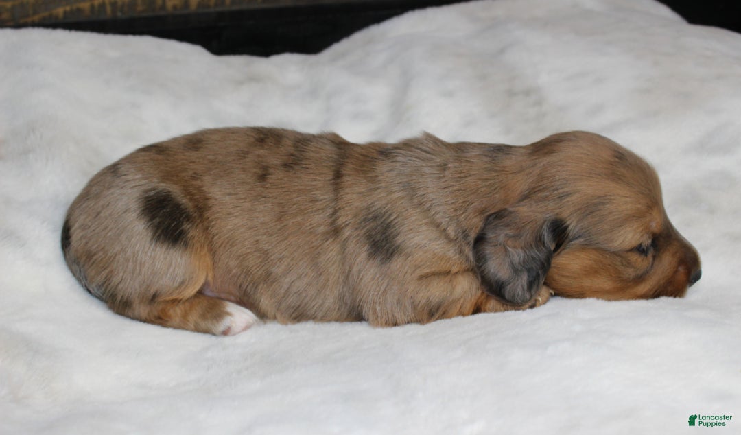 Dachshund dogs for sale: Aiden - Ad 3