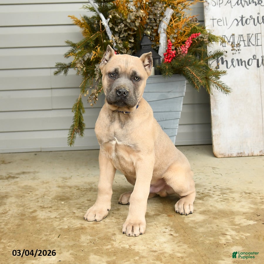 Cane Corso dogs Enzo - Ad 2