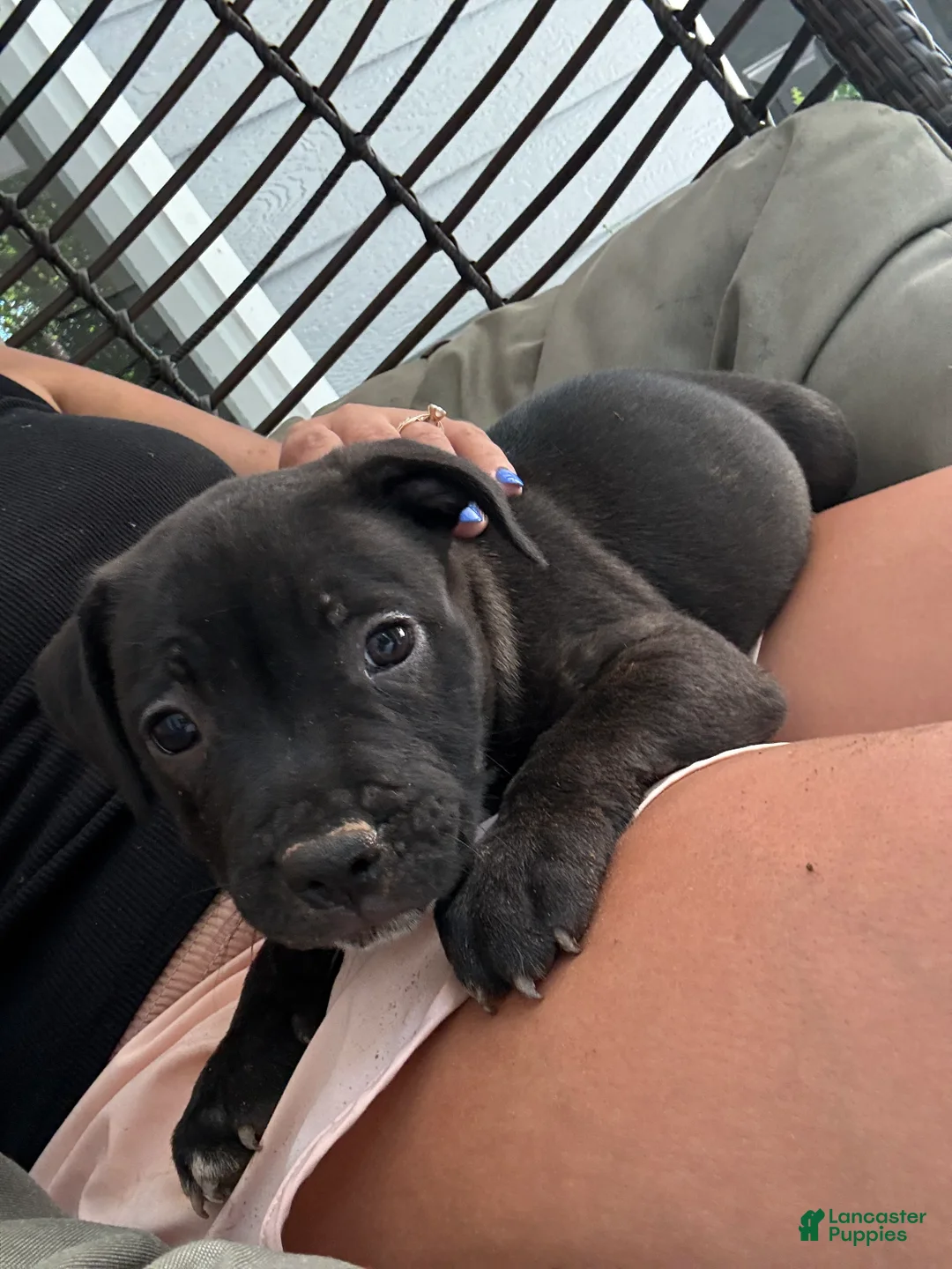 Staffordshire Bull Terrier dogs for sale: Staffordshire Bull Terrier 1 - Ad 2