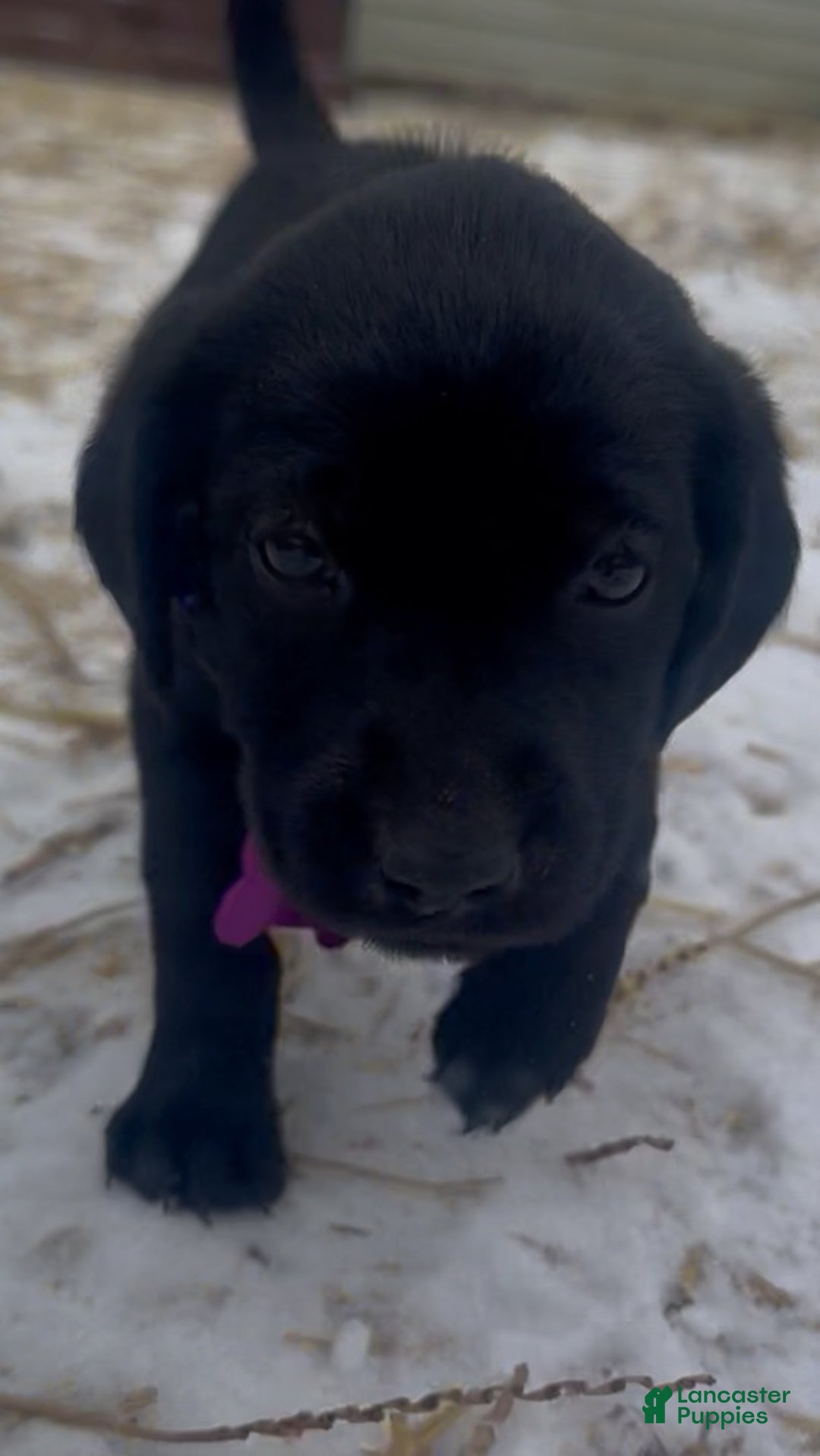 Labrador Retriever dogs for sale: Labrador Retriever Puppy 1 - Ad 11