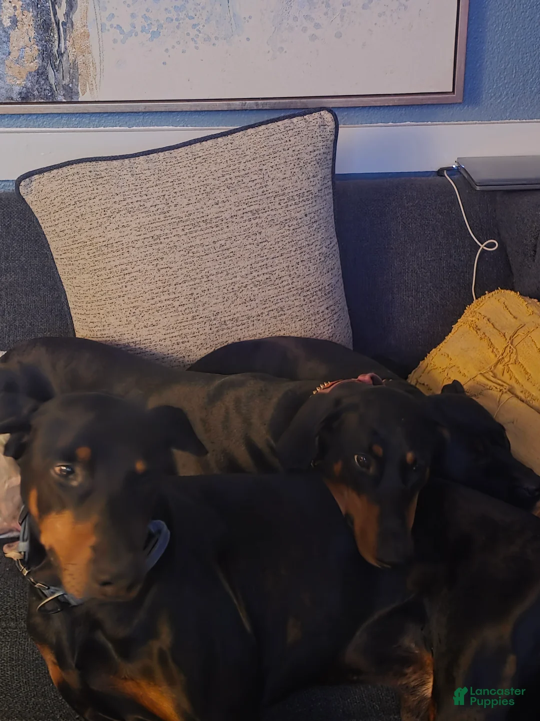 Doberman Pinscher dogs for sale: Doberman Pinscher Puppy 6 - Ad 1