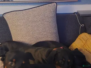 Doberman Pinscher dogs Doberman Pinscher Puppy 6 - Ad 28