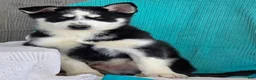 Siberian Husky dogs for sale: Kenton - Ad 3
