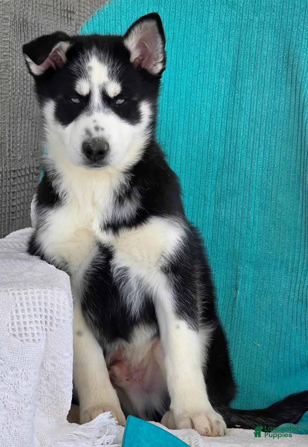 Siberian Husky dogs for sale: Kenton - Ad 3