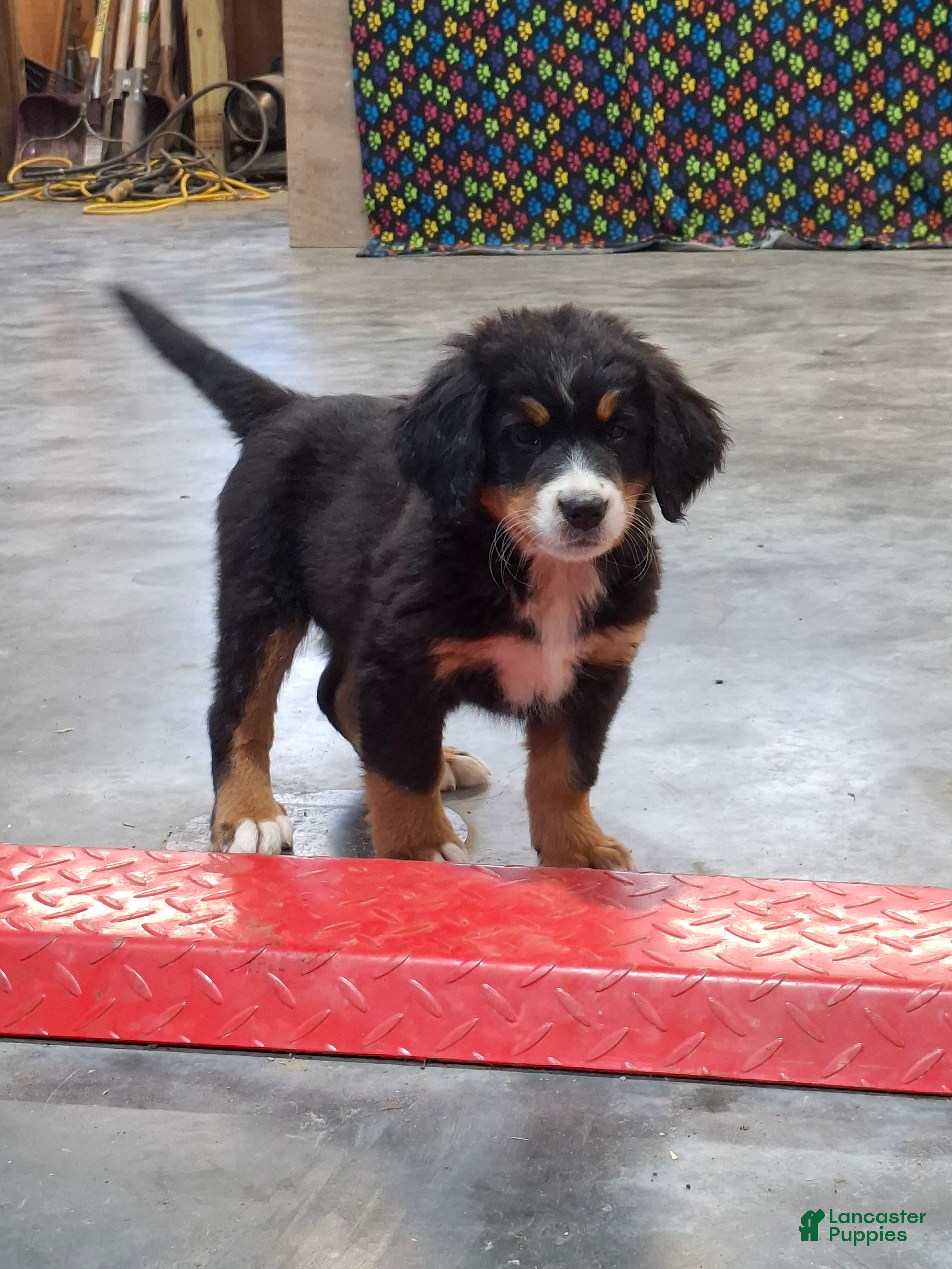 Bernese Mountain Dog dogs Sue - Ad 1