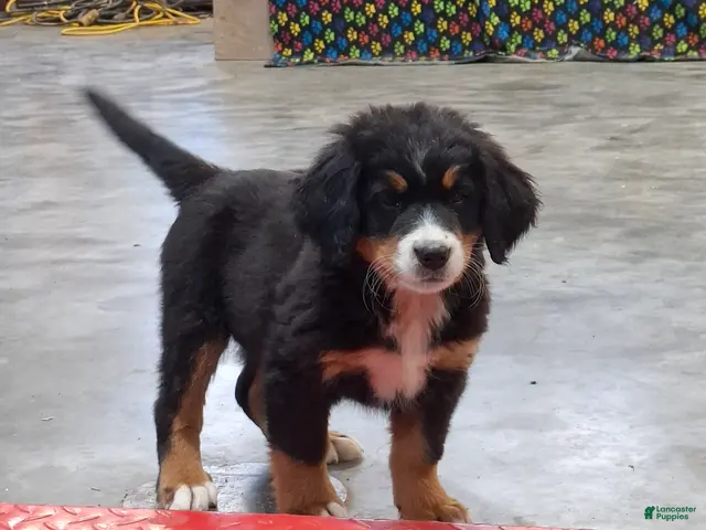 Bernese Mountain Dog dogs Sue - Ad 1