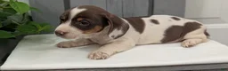 Miniature Dachshund dogs for sale: Moby - Ad 11
