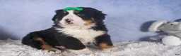 Bernese Mountain Dog dogs for sale: HERSHEY - Ad 15