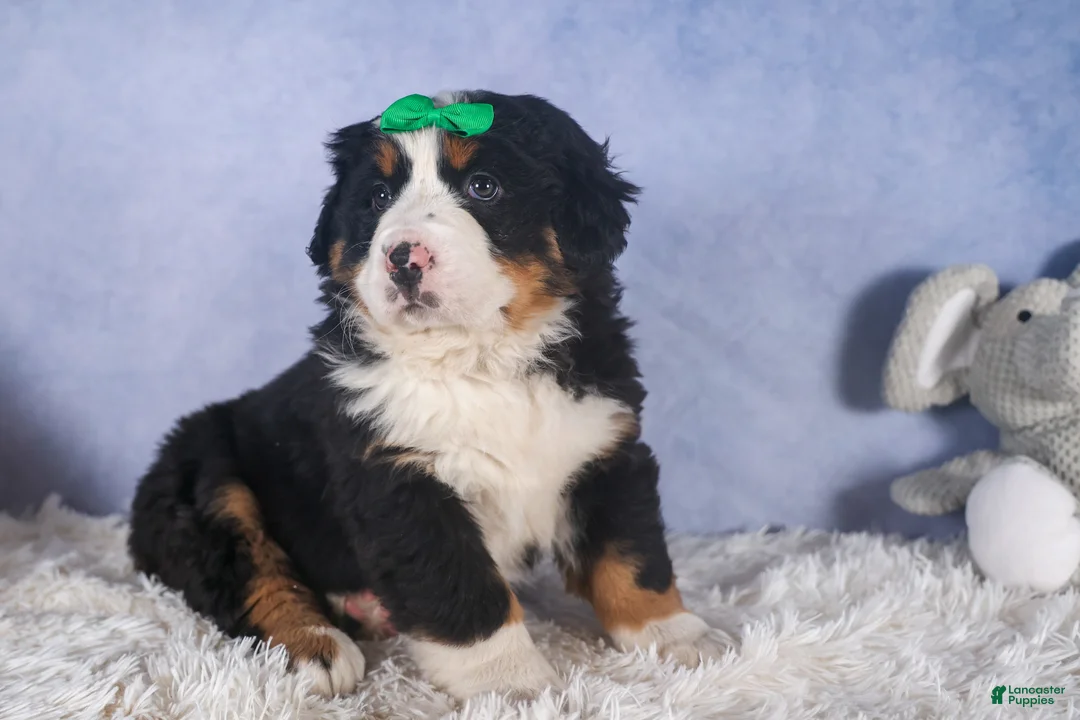 Bernese Mountain Dog dogs for sale: HERSHEY - Ad 15