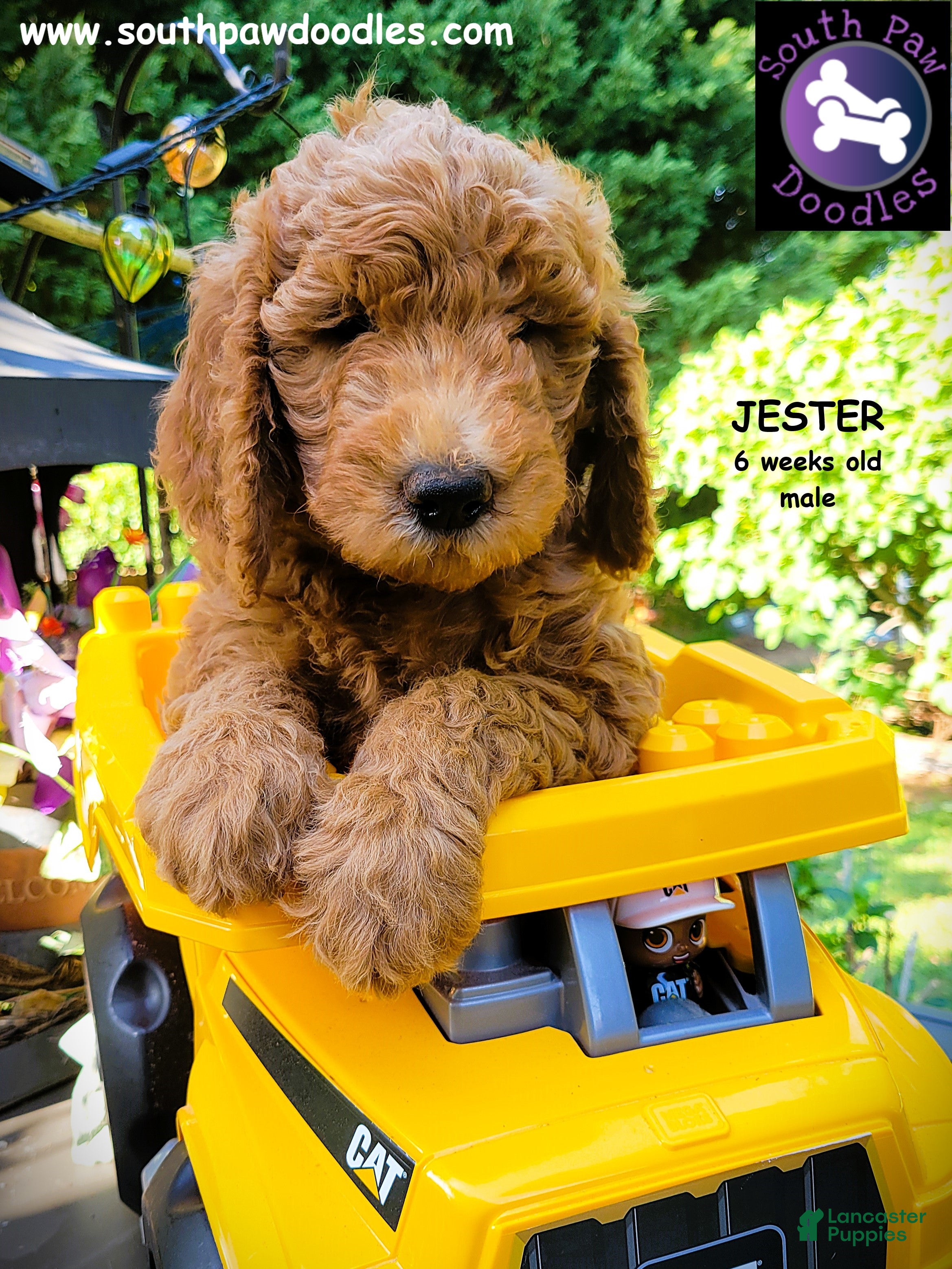Goldendoodle dogs Jester - Ad 2