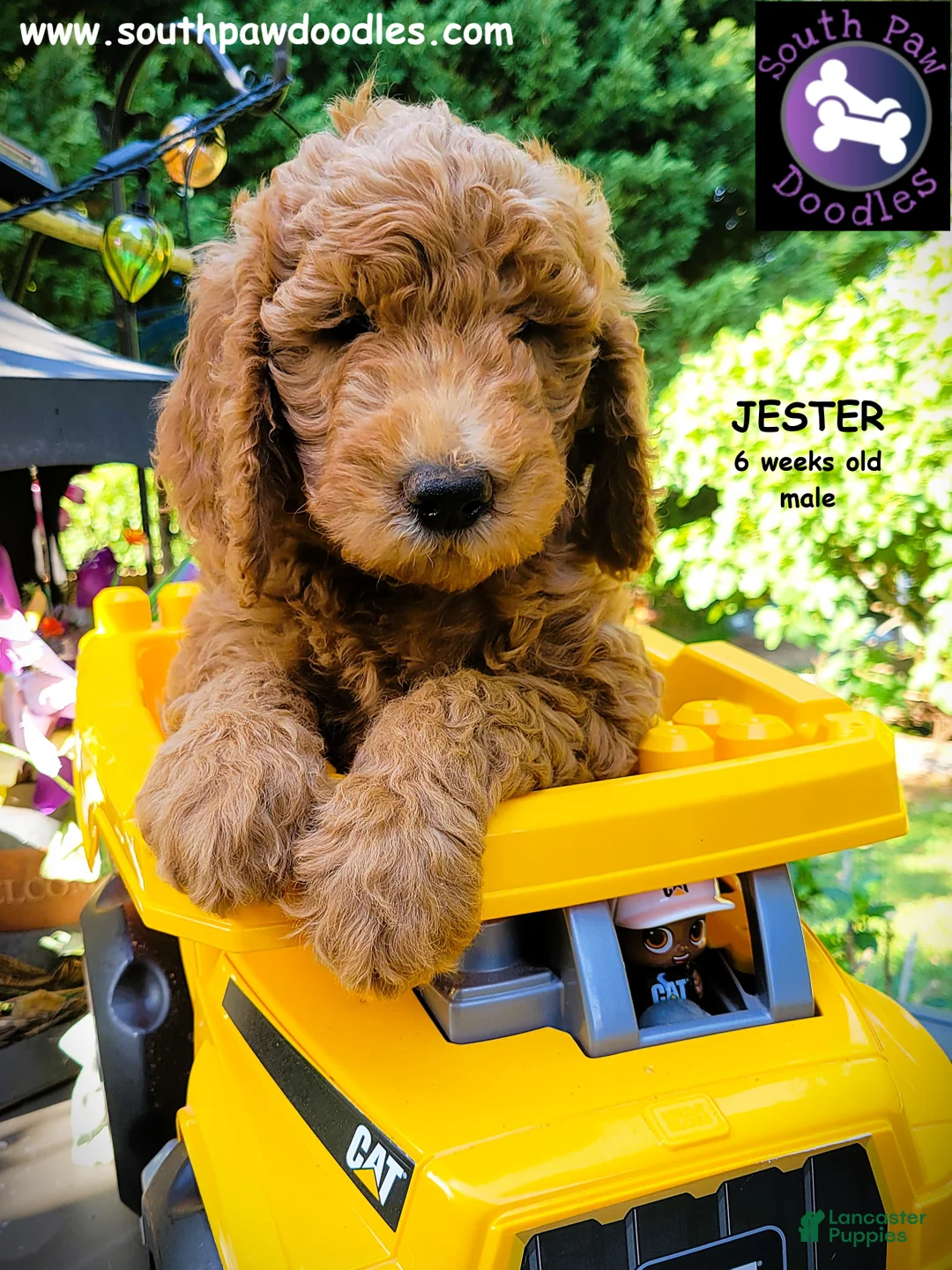 Goldendoodle dogs for sale: Jester - Ad 2