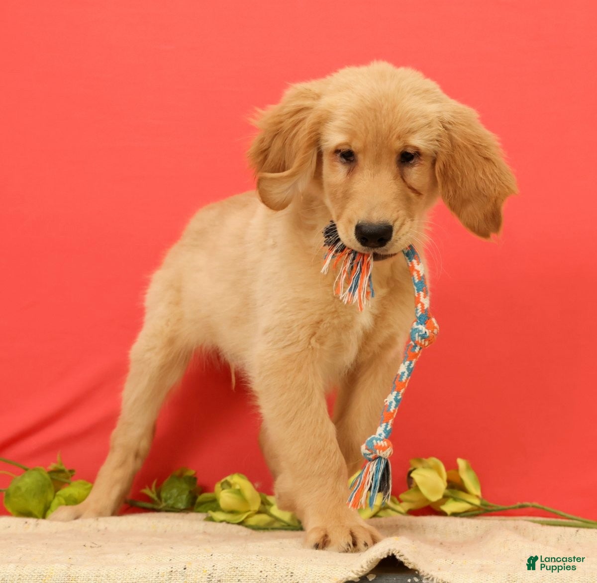 Golden Retriever dogs for sale: Pumpkin - Ad 1
