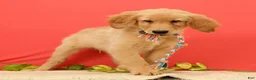 Golden Retriever dogs for sale: Pumpkin - Ad 1